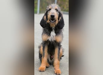 Gus