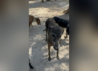 Barquiria, eine freundliche Seniorin
