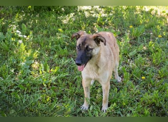 MONA - das freundliche und fröhliche Hundemädchen sucht Heimathafen