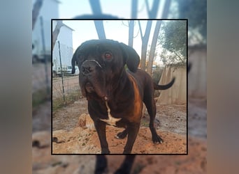 Katzenverträgliche + unkomplizierte Cane Corso Hündin MARTA wartet in Friesenhagen auf DICH!