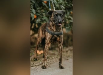 Lexi sucht ein schönes Zuhause