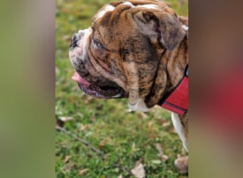 Big Boy Bruno Vom Örmser Bahnhof sucht sein Zuhause