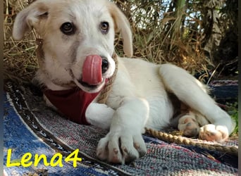 Lena4 geb. 03/2025 (GRC) - fröhliche und lustige Griechische Schäferhund Mix Welpin!