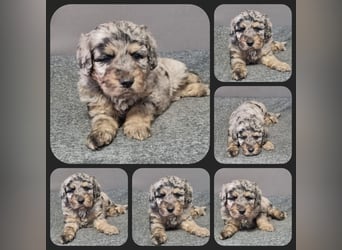 Australiandoodle - Traumwelpen aus langjähriger Familienaufzucht. KEINE Arbeitslinie.