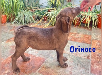 Orinoco geb. 03/2025 (ESP) - aufgeweckter Labrador-Mix Welpe!