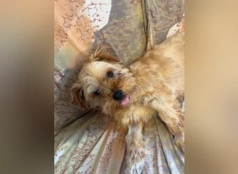 Franz - freundlicher, menschenbezogener Mini Yorkshire Terrier Mix Rüde / z.Zt. noch in Rumänien