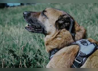 Miss Lucy, treuherzige Seniorin, ca. 8 Jahre *in 13507 Berlin*