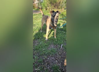 Welpendame BEAUTY, in 71665 Vaihingen auf Pflegestelle, sucht eine Familie!