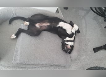 BLANCA ❤️ Sonnenschein Familienhündin, Pflegefamilie Köln