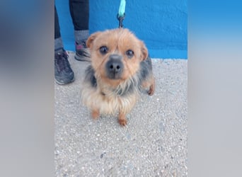 Tara, sucht mit ihrem Freund Tobby ein Zuhause