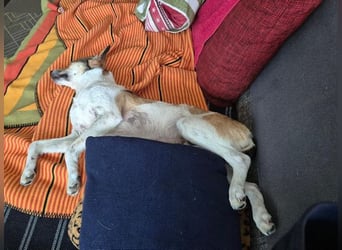♥JUPPI♥ auf Pflegestelle bei Köln - wunderschöner, aufgeschlossener, aktiver Rüde 44 cm