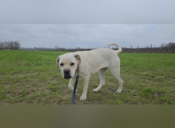 White-DG, süße Schnute sucht Sofa!
