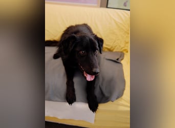 verspielter Charlire