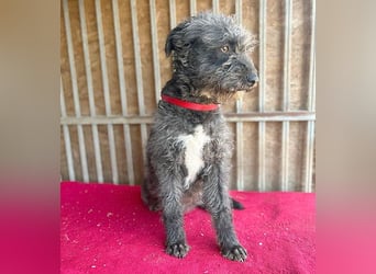 ❤️ kuschelige Familienhündin TAMI - 2 Jahre, 45cm/14kg - Schnauzer-Pumi-Mix ❤️