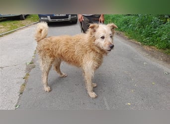 Messi, ein Hund mit viel Potential