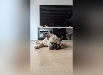 Baffie, freundliche, verschmuste Französische Bulldogge geb. 2023