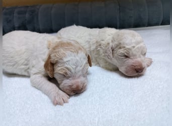 Welpen Lagotto Romagnolo