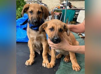 KOREL - bezauberndes Hundekind auf Familiensuche!