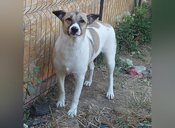 Vlada