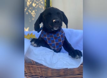 Fredi LM - Zuhause gesucht – Neun kleine Hundekinder auf großer Mission