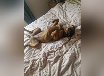 Wunderschöne Boxerwelpen!