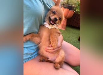 Charlie SR - Kuschelspitz mit großem Nachholbedarf