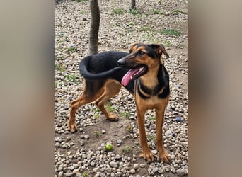 Dina sucht ein Zuhause!