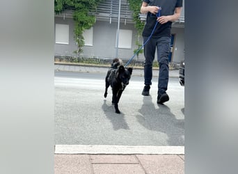 Freundlicher ELVIS möchte dich um seine hübschen Pfoten wickeln