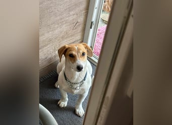 Pimpa, ca. 6 Monate, 35cm sucht ihr Zuhause