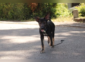Oskar - in 71540 Murrhardt auf Pflegestelle