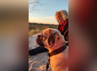 Puggle (Mops Beagle) Mischling 5 Jahre alt in BS