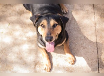 Jack: Ein Hund zum Pferdestehlen!