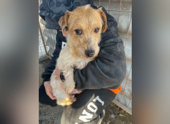 Hatchi LM - Skeptischer Gefährte mit neugierigem Herzen