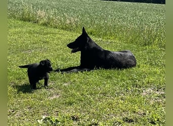 Sehr schöne  Schäferhund Welpen abzug.