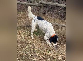 Milo - freundlicher Setter sucht sein Für-immer-Zuhause