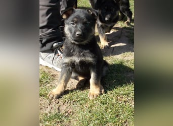 DSH Welpen Anfang April abzugeben