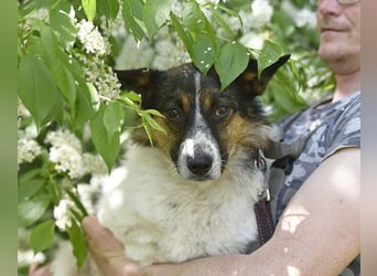 Mischka ist ein freundlicher Begleiter mit Zuckerschockgarantie