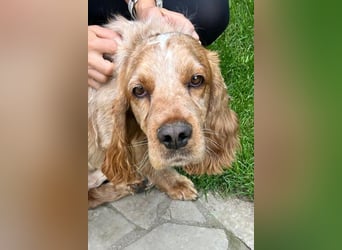 Hübscher Spaniel-Mischling PHILIPP sucht eine liebevolle Familie