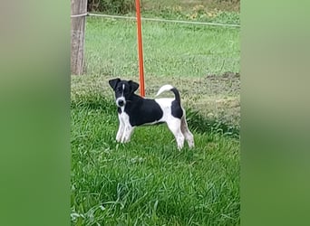 Wunderschöne Glatthaar-Foxterrier Hündin