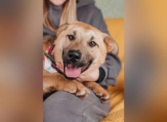 Hundemädchen Mila sucht Familie