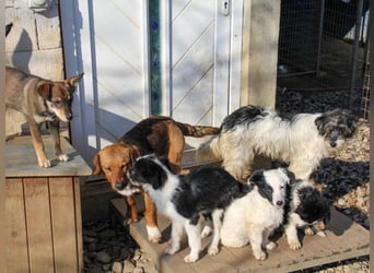 Pfiffige PUPIN - neugierig, gechillt und verschmust
