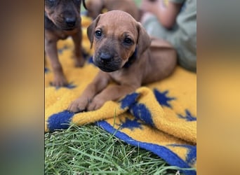 Reinrassige Rhodesian Ridgebackwelpen suchen ein liebevolles zu Hause