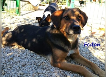 Fedon 02/2024 (GRC) - freundlicher und sozialer wunderschöner Junghund!