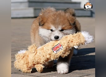 * Akita Inu - Japanische Akita langhaar Welpen, FCI registriert *
