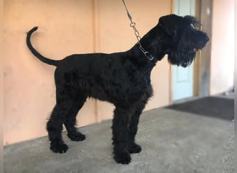 Jacky VI – Lebensfroher Riesenschnauzer sucht aktives Zuhause