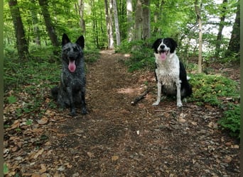 Süße Border Collie -Mudi mix Welpen