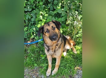 hübsche Schäferhündin Mila sucht ihre Familie für immer
