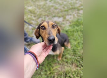 Liebenswerte Cleo aus Griechenland sucht ihr Glück