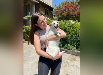 Coco  – Kleines zartes Hundemädchen sucht ihr großes Glück