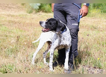 Pintas, Englischer Pointer, lieb und verträglich